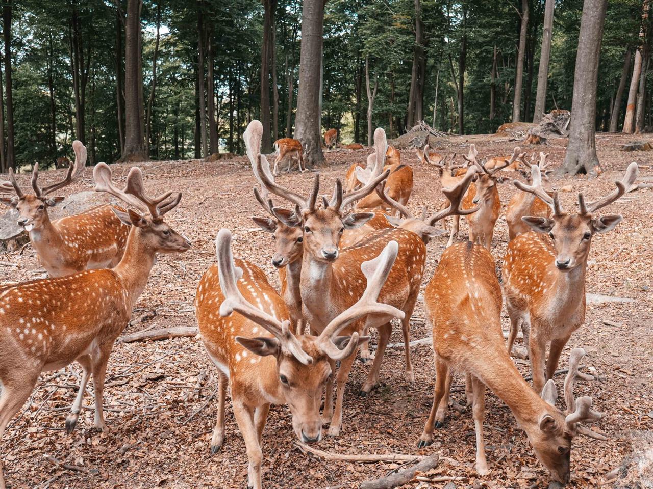 4 grunde til at tage til Odense i påsken