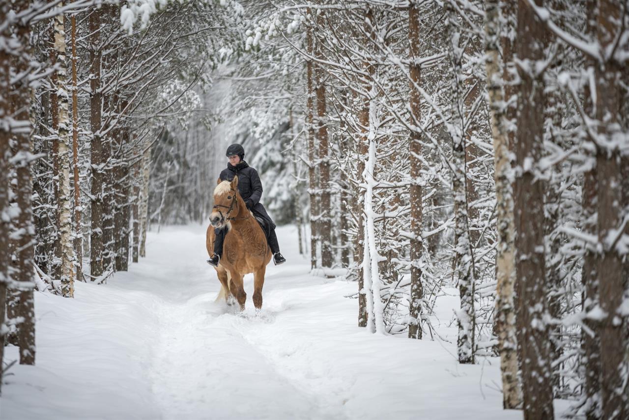 Sådan får du den bedste rideferie i Island