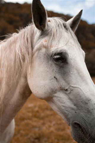 Lær mere om grovfoder her